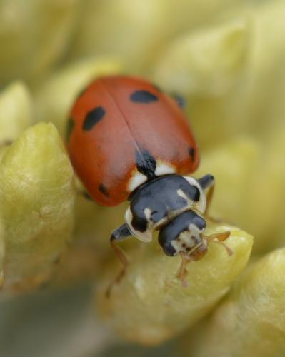 Hippodamia variegata